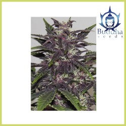 Purple Kush Auto (Buddha Seeds)